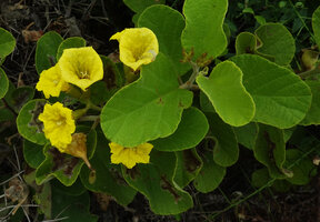 Cordia lutea, leaves and inflorescence, way to Tortuga Bay, Santa Cruz, Galapagos