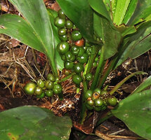 Cordyline cf. racemosa, branched infructescence, Rondon Ridge, 2000 m asl, Mount Hagen, Papua New Guinea