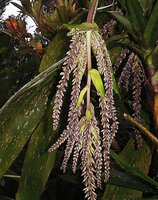Cordyline ledermannii, part of the hanging inflorescence with foliaceous bracts, Rondon Ridge, 2000 m asl, Mount Hagen, Papua New Guinea