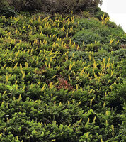 Corydalis cheilanthifolia flowering on the vertical garden by Patrick Blanc, Rue d&#039;Alsace, Paris