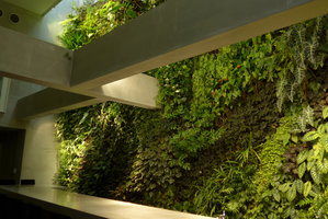 Costume National Vertical Garden and Bar, structural  beams and plants, Fukuoka, one year after plant installation, Sept. 2016