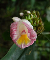 Costus afer, a form with pink labellum, Amani, East Usambara, Tanzania