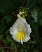 Costus afer, a form with white labellum, Amani, East Usambara, Tanzania