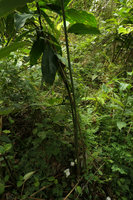 Costus dubius, basal inflorescences and leafy stems, Campo, Cameroun