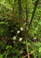 Costus dubius, basal inflorescences on leafless shoots, Campo, Cameroun