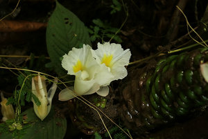 Costus dubius, two flowers, Campo, Cameroun