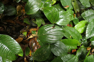 Costus ligularis and Anubias gilletii in swampy lowground of forest understory, Kribi, Cameroun