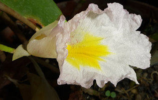 Costus lilaceus, flower, Campo, Cameroun