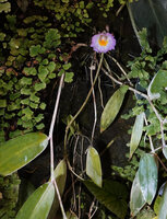 Costus lilaceus, inflorescence arising from the base of the leafy stems, Campo, Cameroon