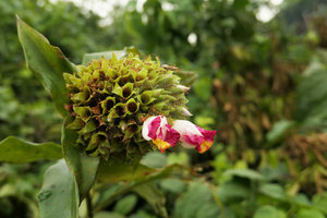 Costus lucanusianus, Campo, Cameroun