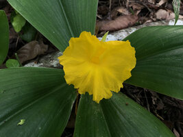 Costus macranthus, bright yellow fringed labellum, Sonjo waterfall, Udzungwa NP, Tanzania