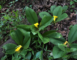 Costus macranthus, flowering plants with semi erect leaves in forest understory, Sonjo waterfall, Udzungwa NP, Tanzania