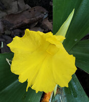 Costus macranthus, one greenish petal lobe, bright yellow labellum and yellow stamen, Sonjo waterfall, Udzungwa NP, Tanzania