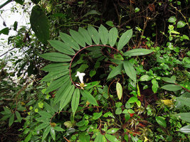 Costus speciosus on a limestone cliff, lake Kenyir, Malaysia