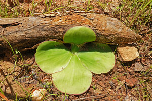 Costus spectabilis exhibiting leaf thigmotropism, the upper leaf tightly folded around a tree branch on the ground, Kisensegere, Rukwa, 1200 m asl, Tanzania