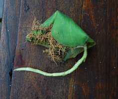 Costus spectabilis, leaves totally inward folded due to thigmotropism, just two hours after the plant being extracted from the soil, Kisensegere, Rukwa, 1200 m asl, Tanzania