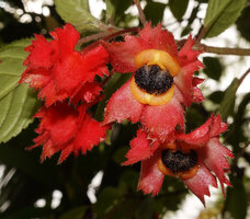 Crantzia cristata, mature fleshy capsular fruits surrounded by persisting crested bright red calyx, Chutes du Carbet, Basse Terre, Guadeloupe