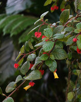 Crantzia cristtata, flowering stems,, Chutes du Carbet, Basse Terre, Guadeloupe