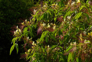 Crateva religiosa flowering branches on the Karawari river, Sepik, Papua New Guinea