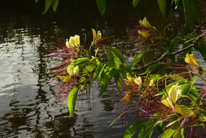 Crateva religiosa, flowering branch just above the Karawari river, Sepik, Papua New Guinea
