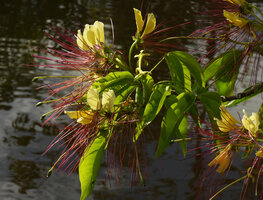 Crateva religiosa, flowers with pink stamens and long pistil ending in the green ovary characteristic of the Capparaceae family, Karawari river, Sepik, Papua New Guinea
