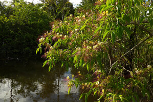 Crateva religiosa in full bloom on the Karawari river, Sepik, Papua New Guinea