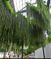 Creation by Patrick Blanc at the Grand Palais in Paris in 2013, an inspiration for the hanging blades of the Gourmet Garden at Changi T 2, Singapore