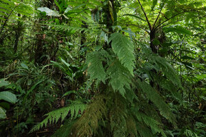 Crepidomanes aphlebioides, Imbu Rano, Kolombangara, Solomon Islands