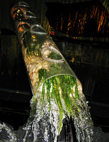 Crinum calamistratum, Flûtes aux Rhéophytes, Exposition Folies Vegetales par Patrick Blanc,Espace EDF Electra,Paris