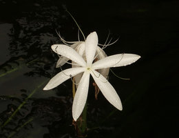 Crinum natans flower, just after the rain, Kribi, Cameroun