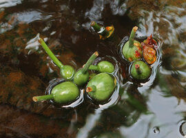 Crinum natans, fruits maturing at the surface of the water, Kribi, Cameroun