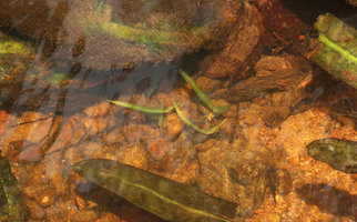 Crinum natans germinating at the bottom of a shallow forest stream, Kribi, Cameroun