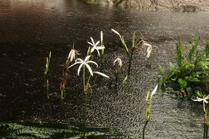 Crinum natans in full bloom with Anubias barteri and Bolbitis heudelotii, Kribi, Cameroun