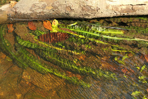 Crinum natans leaves in fast flowing water, Kribi, Cameroun