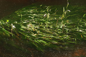 Crinum natans, submerged bullate leaves and flowers in its fast flowing forest river habitat, Kribi, Cameroun