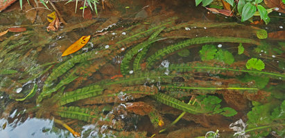 Crinum natans, submerged bullate leaves, Kribi, Cameroun