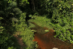 Crinum natans vegetative clump in black water, Kribi,Cameroun