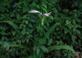 Crinum politifolium at forest edge, way to Amani, 600 m asl, East Usambara, Tanzania