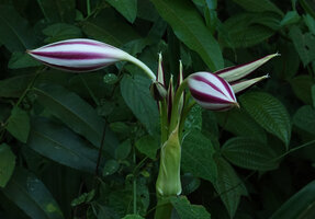 Crinum politifolium, flower buds, way to Amani, 600 m asl, East Usambara, Tanzania