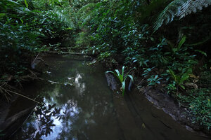 Crinum politifolium on the banks of a forest stream, Amani, 800 m asl, East Usambara, Tanzania