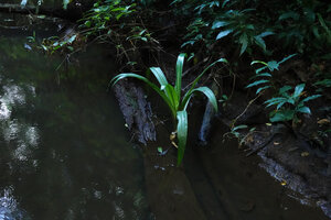 Crinum politifolium partly submerged on the banks of a forest stream, Amani, 800 m asl, East Usambara, Tanzania