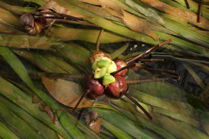 Crinum thaianum, big green seeds released from capsular fruit, Kuraburi, Thailand