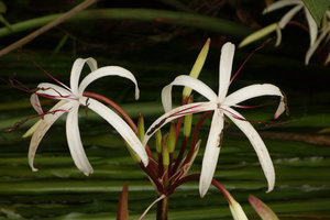 Crinum thaianum, flower close-up, Kuraburi, Thailand