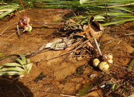 Crinum thaianum fruits lying above Barclaya longifolia, Kuraburi, Thailand