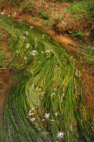 Crinum thaianum in fast flowing stream, Kuraburi, Thailand