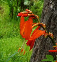 Crocosmia aurea, top of inflorescence, way to Bondwa Peak, 1100 m asl, Mts Uluguru, Tanzania