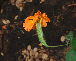 Crossandra infundibuliformis, inflorescence with hairy bracts, Anamalai FR, Tamil Nadu, India