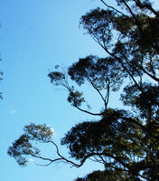 Crownlet elaboration through successive downward necrosis of weak shoots leading to branch bifurcations in Eucalyptus jacksonii, Walpole, Western Australia