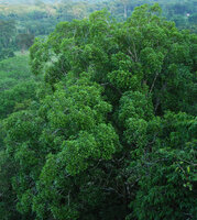 Crownlet shyness in a single tree crown, Hinboun, Laos