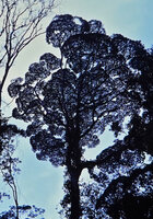 Crownlet shyness in a single tree crown, montagne de Kaw, French Guyana